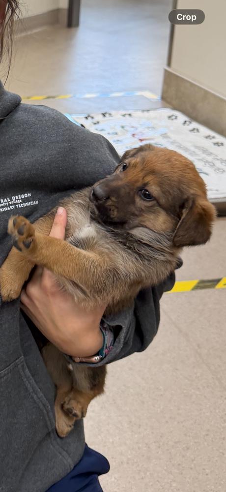 Enlarge Cash, a Adoptable mixed breed in Vancouver, WA image 1/2