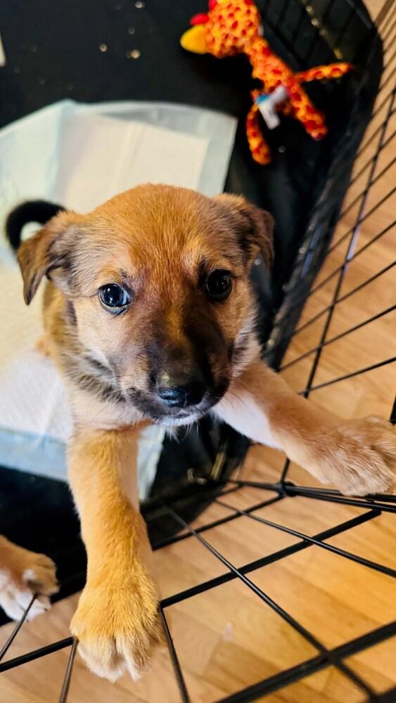 Enlarge Cash, a Adoptable mixed breed in Vancouver, WA image 2/2