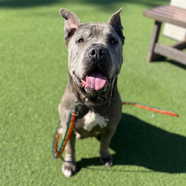 DIESEL, Adoptable, Adult Male Pit Bull Terrier & Mixed Breed.