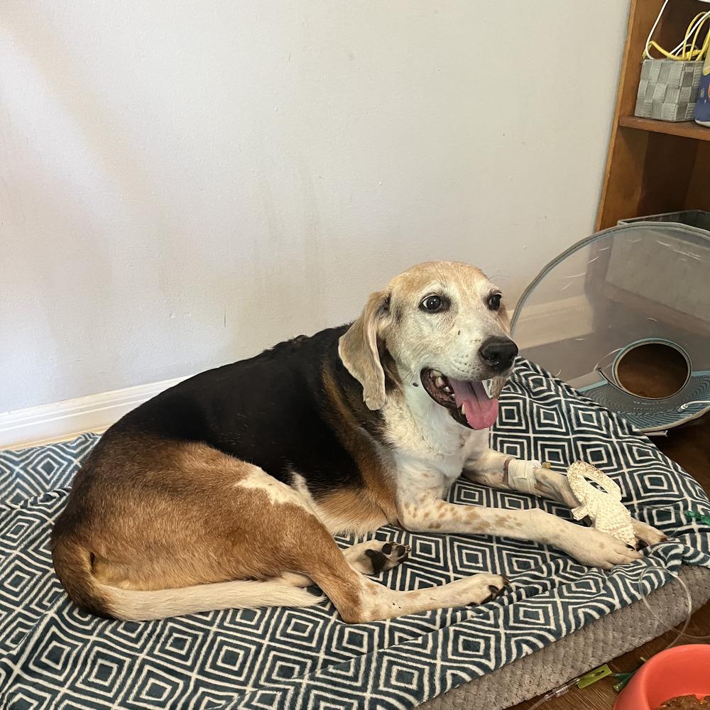 Buzz, a Adoptable Hound in Melbourne Beach, FL image 1/2