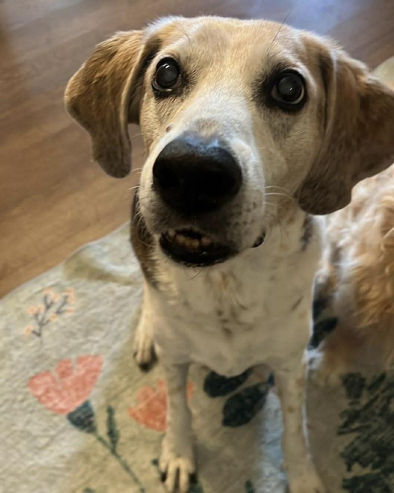 Enlarge Buzz, a Adoptable Hound in Melbourne Beach, FL image 2/6