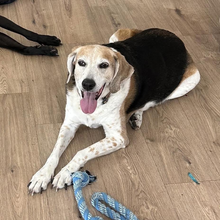 Enlarge Buzz, a Adoptable Hound in Melbourne Beach, FL image 3/6