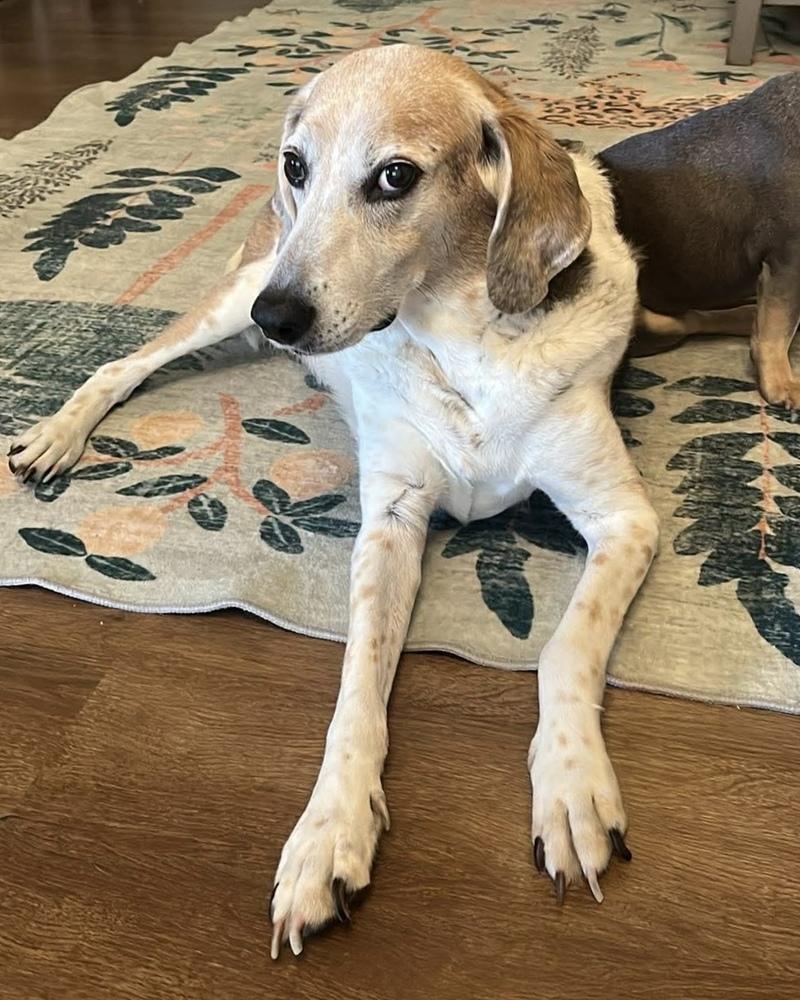 Enlarge Buzz, a Adoptable Hound in Melbourne Beach, FL image 4/6