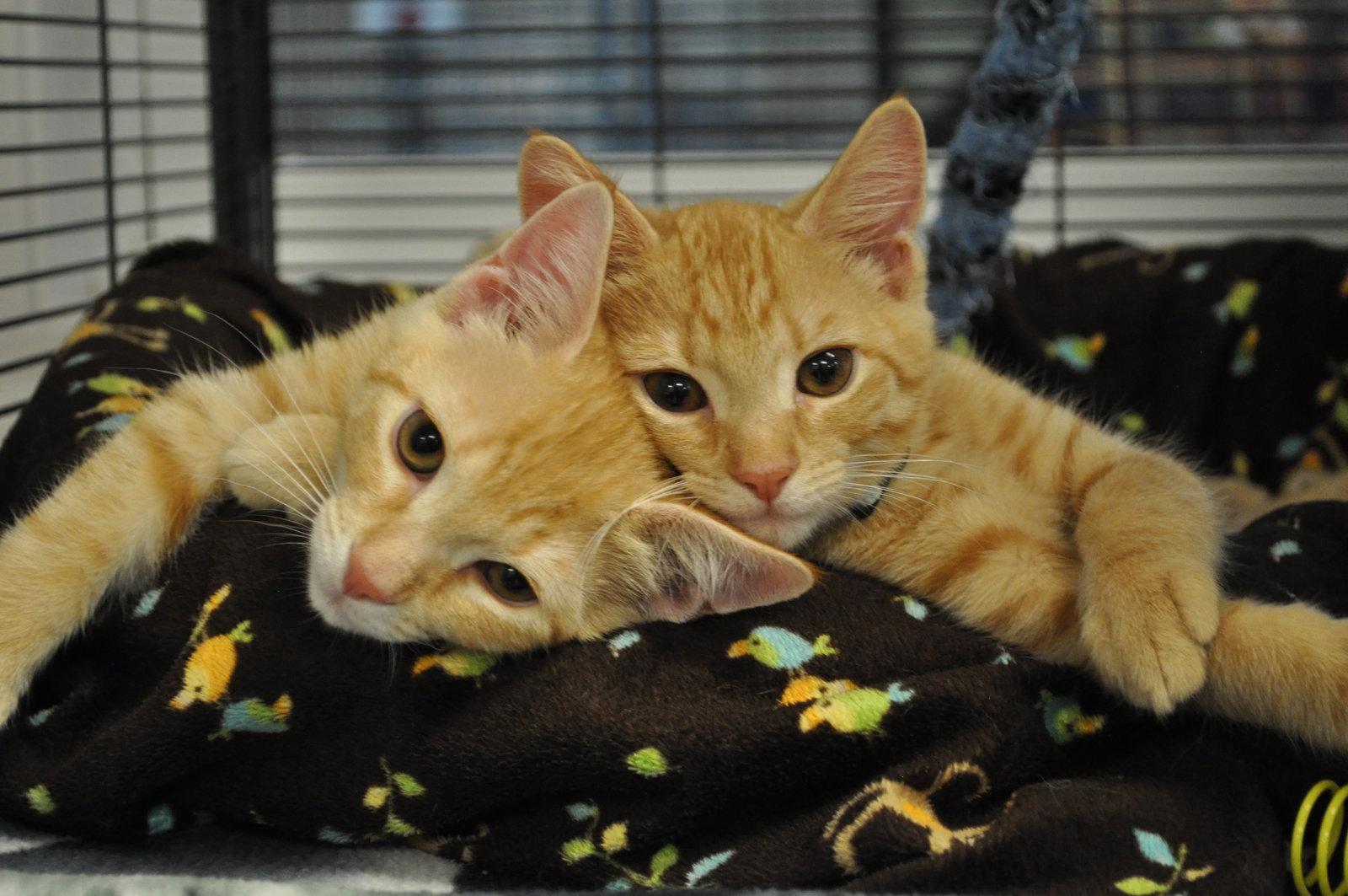 Ming (prev. Kevin), a Adoptable Domestic Short Hair in West Cornwall, CT image 1/3