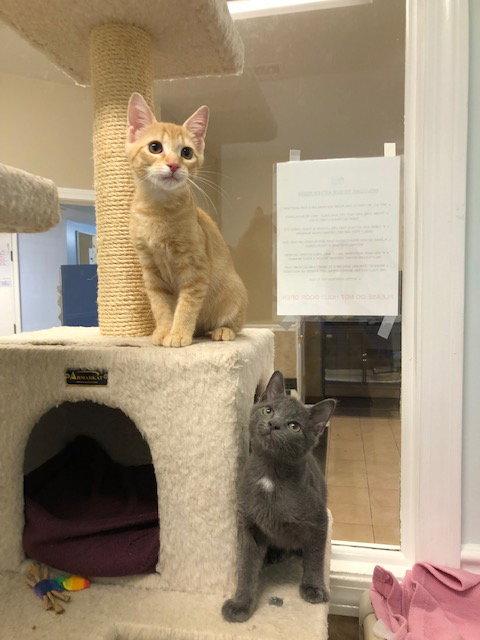 Ming (prev. Kevin), a Adoptable Domestic Short Hair in West Cornwall, CT image 2/3