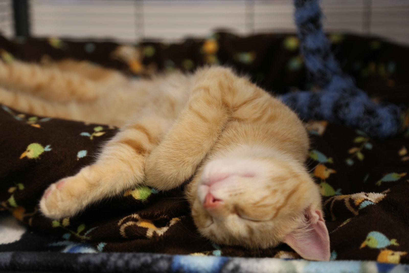 Ming (prev. Kevin), a Adoptable Domestic Short Hair in West Cornwall, CT image 3/3