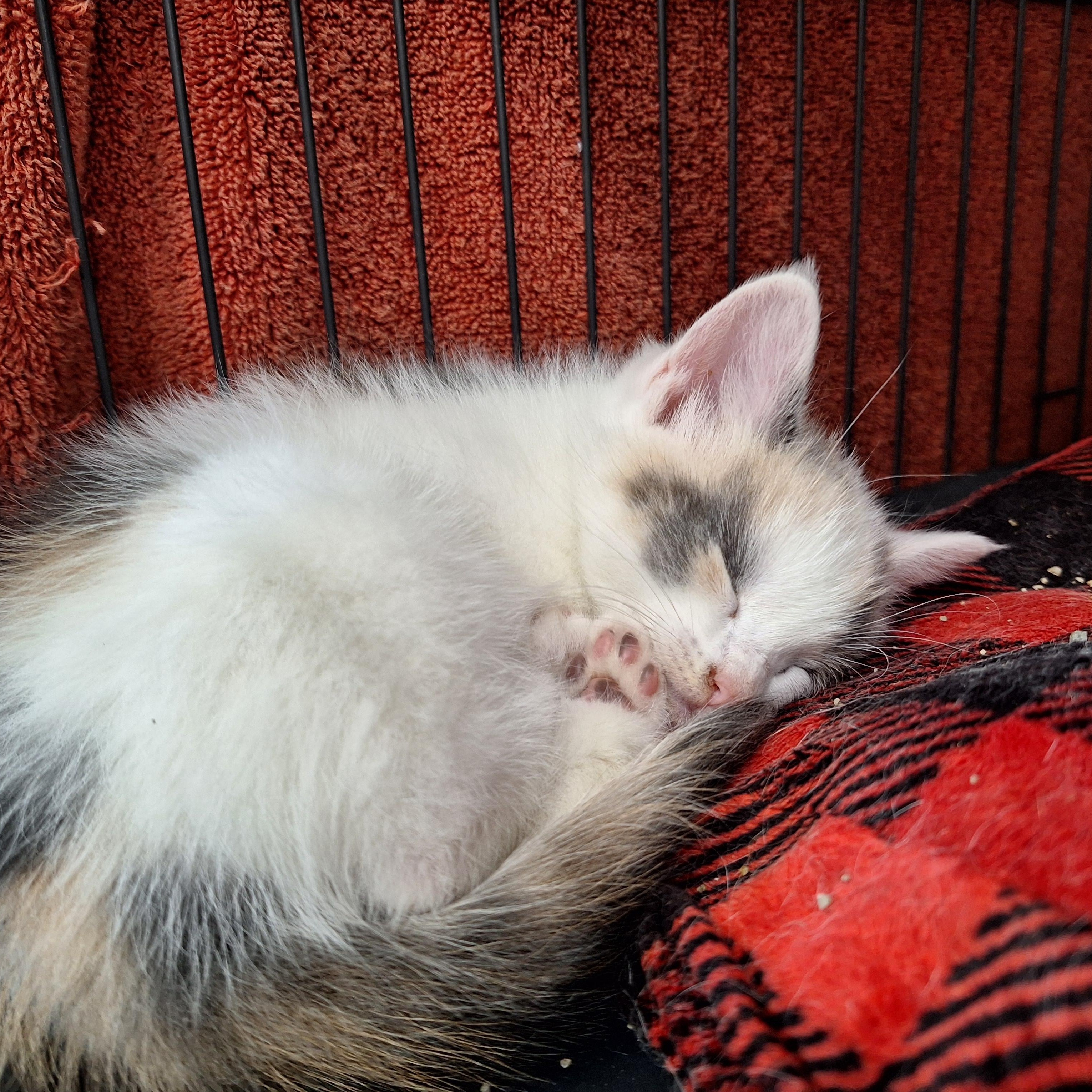 Enlarge Honey, a ADOPTABLE Domestic Short Hair in Clarinda, IA image 2/2