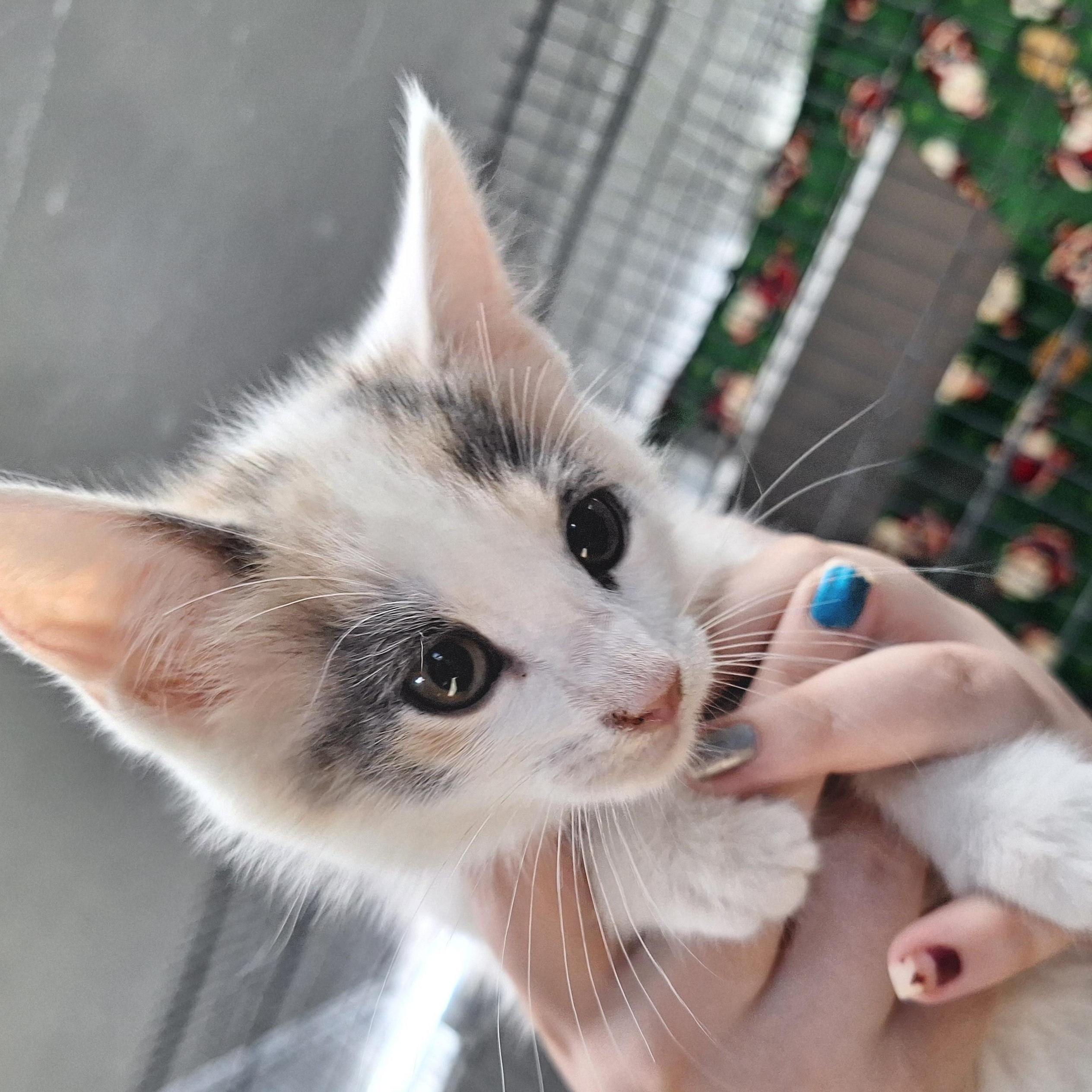 Honey, ADOPTABLE, Kitten Female Domestic Short Hair.