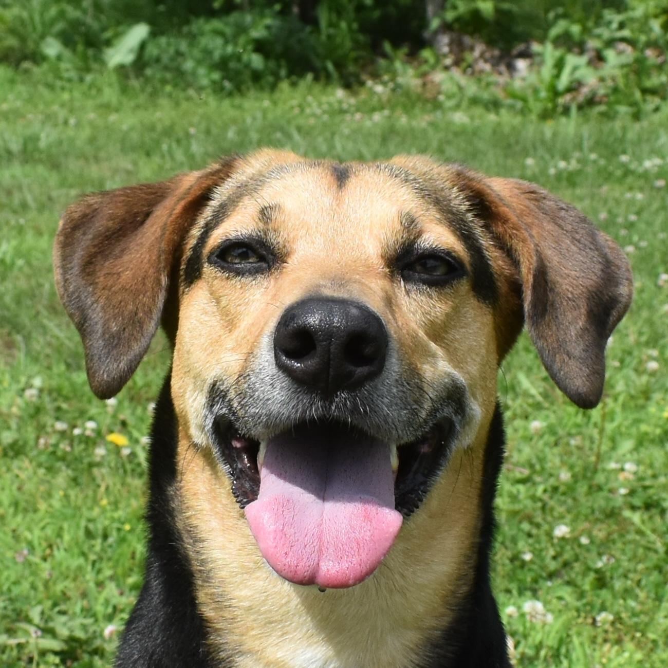Enlarge Dream, a Adoptable mixed breed in Auburn, NE image 1/4