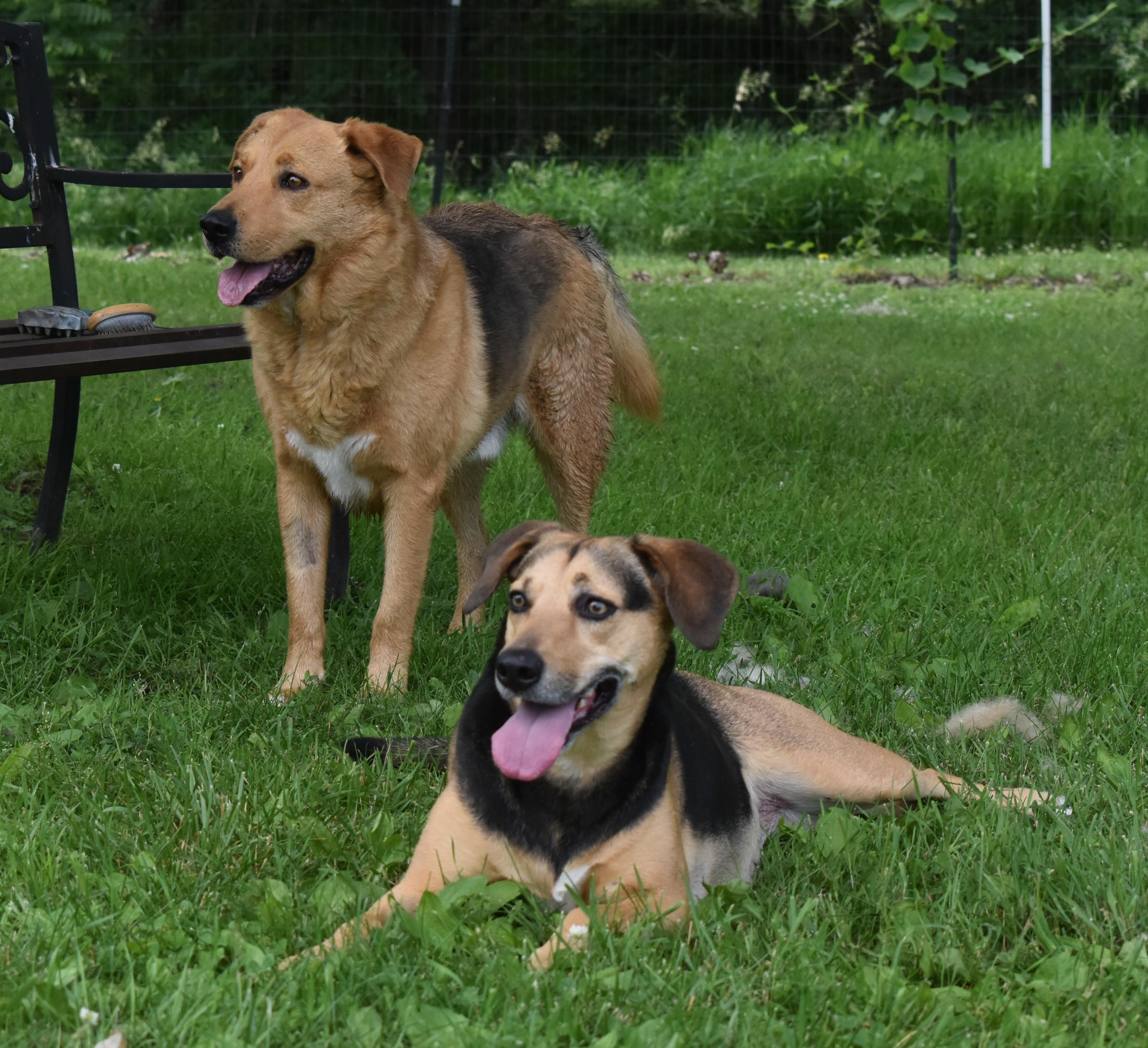 Enlarge Dream, a Adoptable mixed breed in Auburn, NE image 2/4