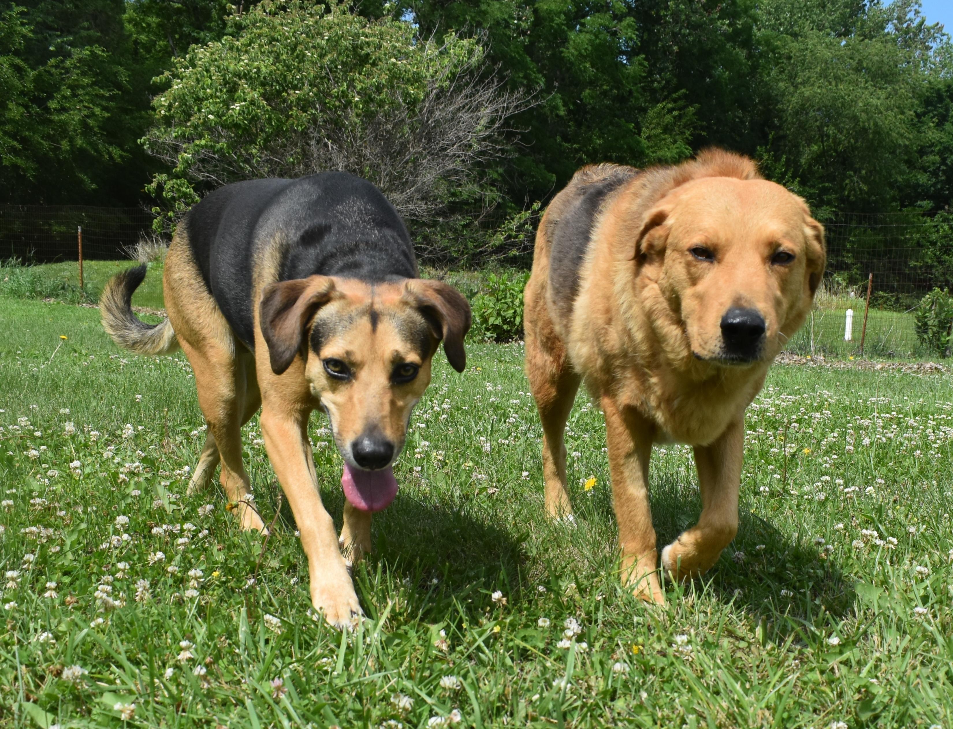 Enlarge Dream, a Adoptable mixed breed in Auburn, NE image 3/4