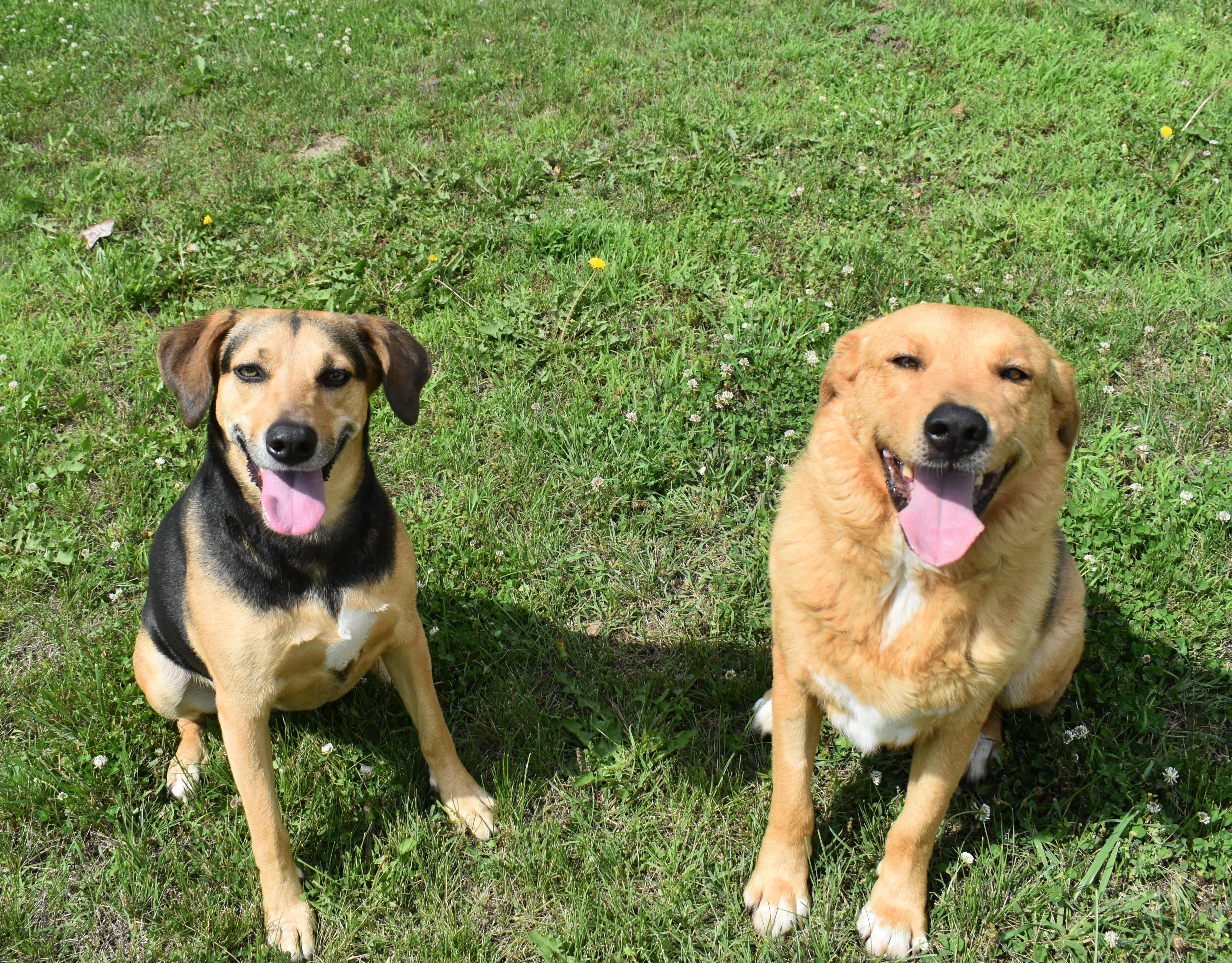 Enlarge Dream, a Adoptable mixed breed in Auburn, NE image 4/4