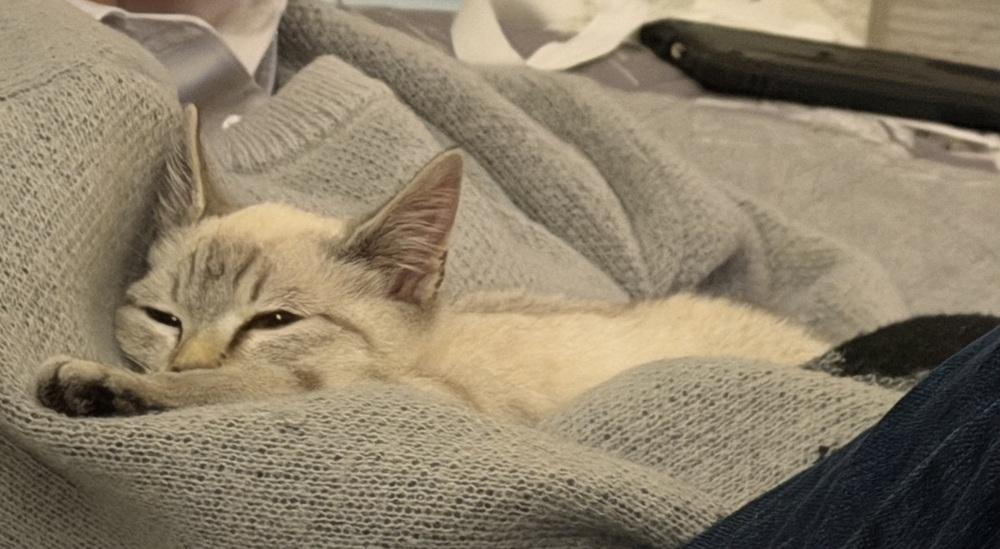 Boots, Adoptable, Kitten Female Siamese & Domestic Short Hair.