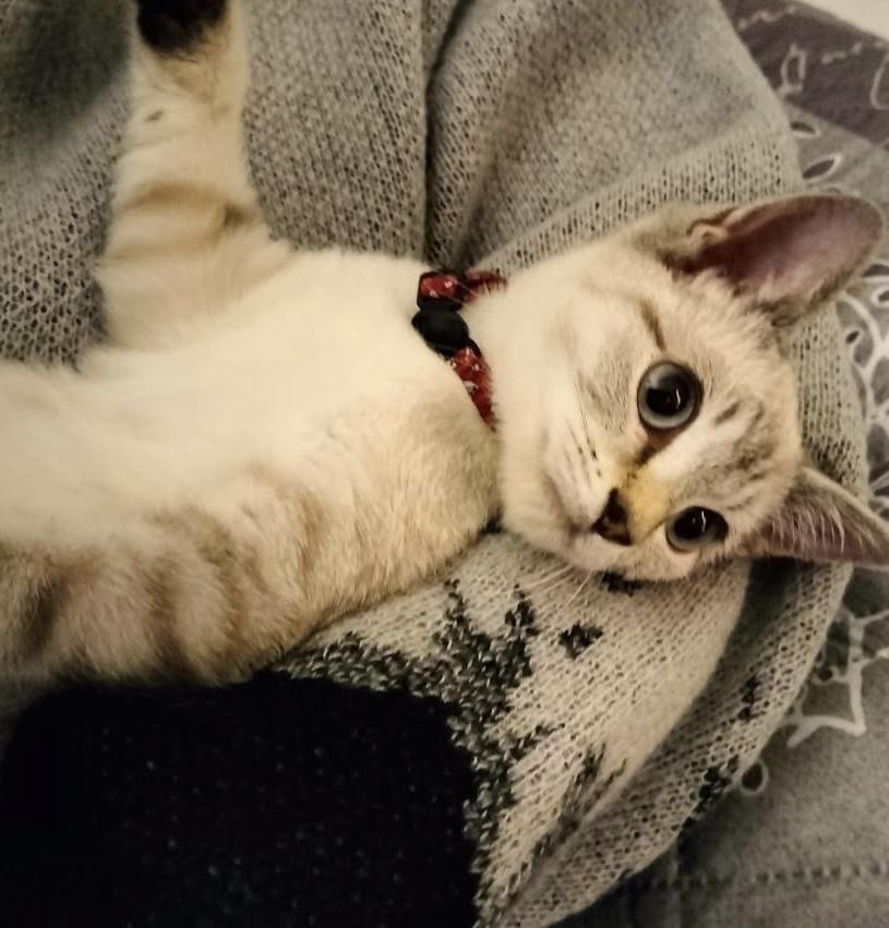 Enlarge Boots, a Adoptable mixed breed in Richardson, TX image 2/6