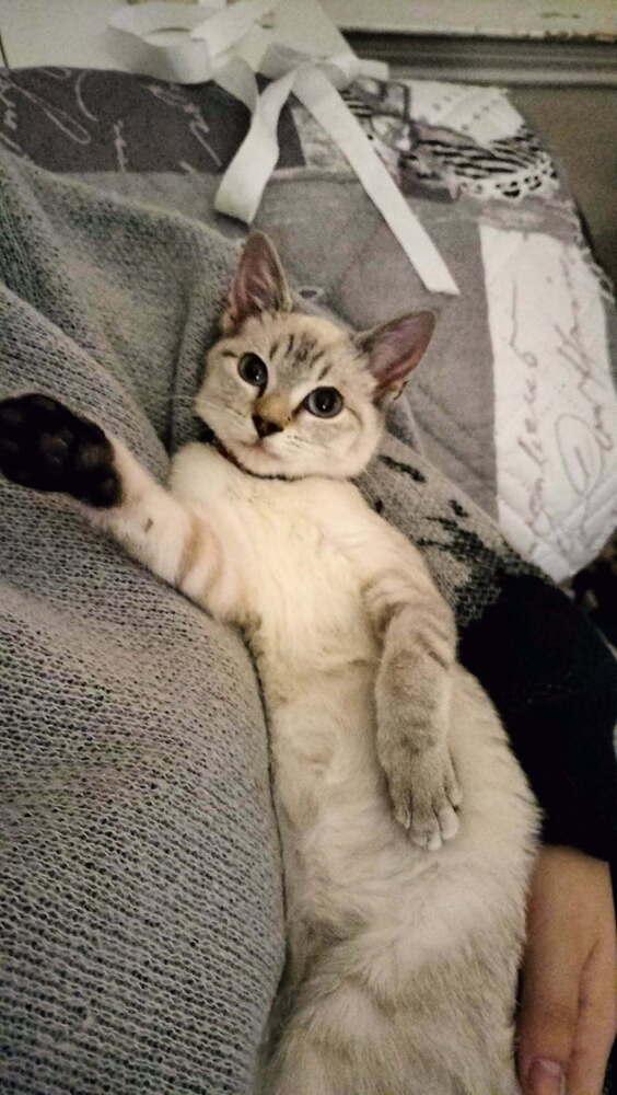 Enlarge Boots, a Adoptable mixed breed in Richardson, TX image 3/6