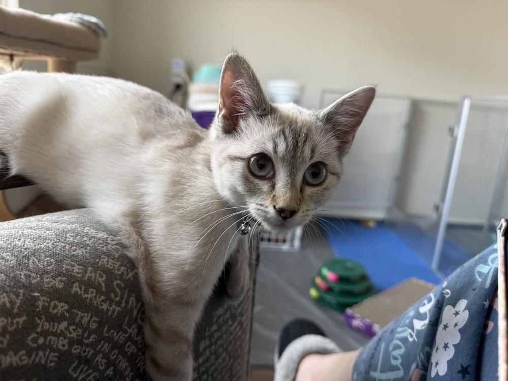 Enlarge Boots, a Adoptable mixed breed in Richardson, TX image 4/6