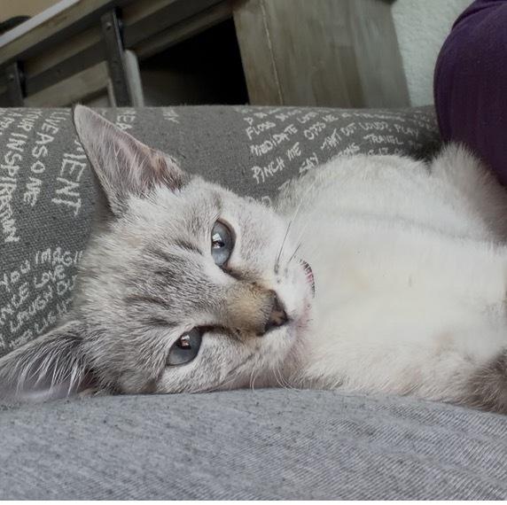 Enlarge Boots, a Adoptable mixed breed in Richardson, TX image 5/6