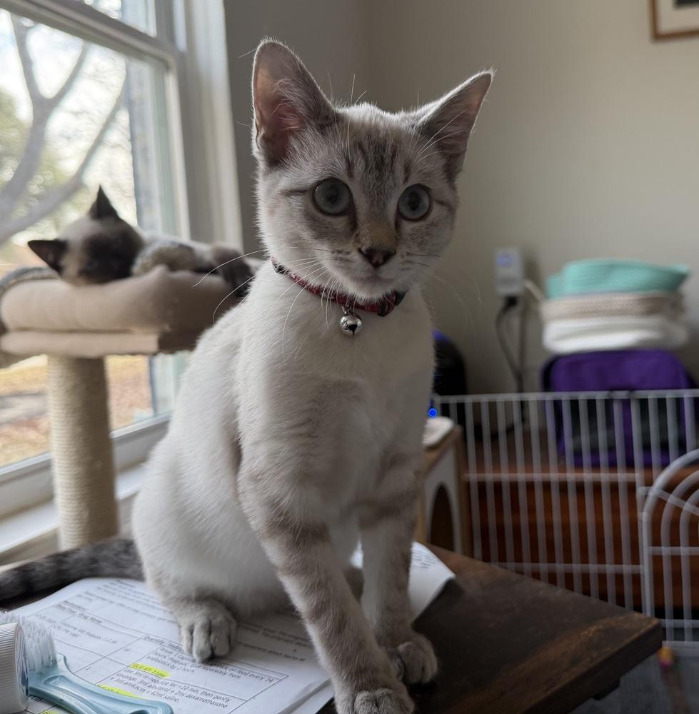 Enlarge Boots, a Adoptable mixed breed in Richardson, TX image 6/6