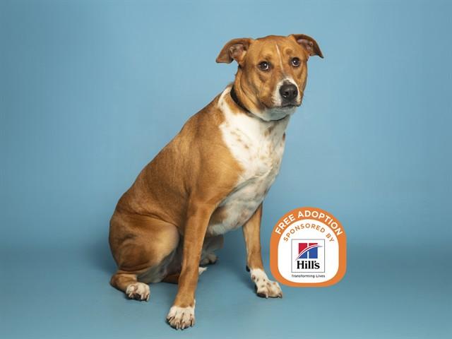 Enlarge VIOLET, a Adoptable Pit Bull Terrier in Phoenix, AZ image 1/1