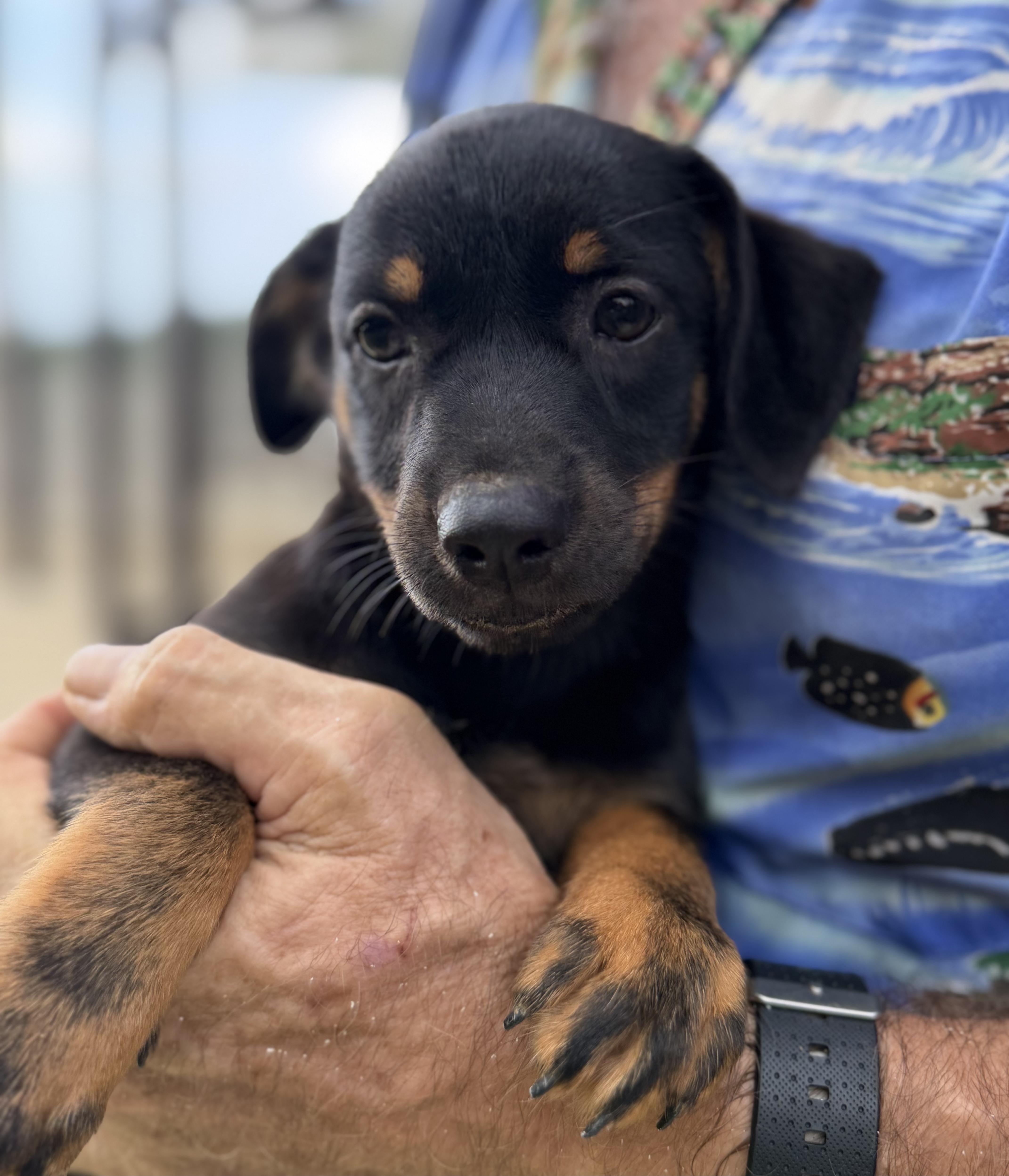 Enlarge Ferris, a Adopted mixed breed in Toms River, NJ image 2/2