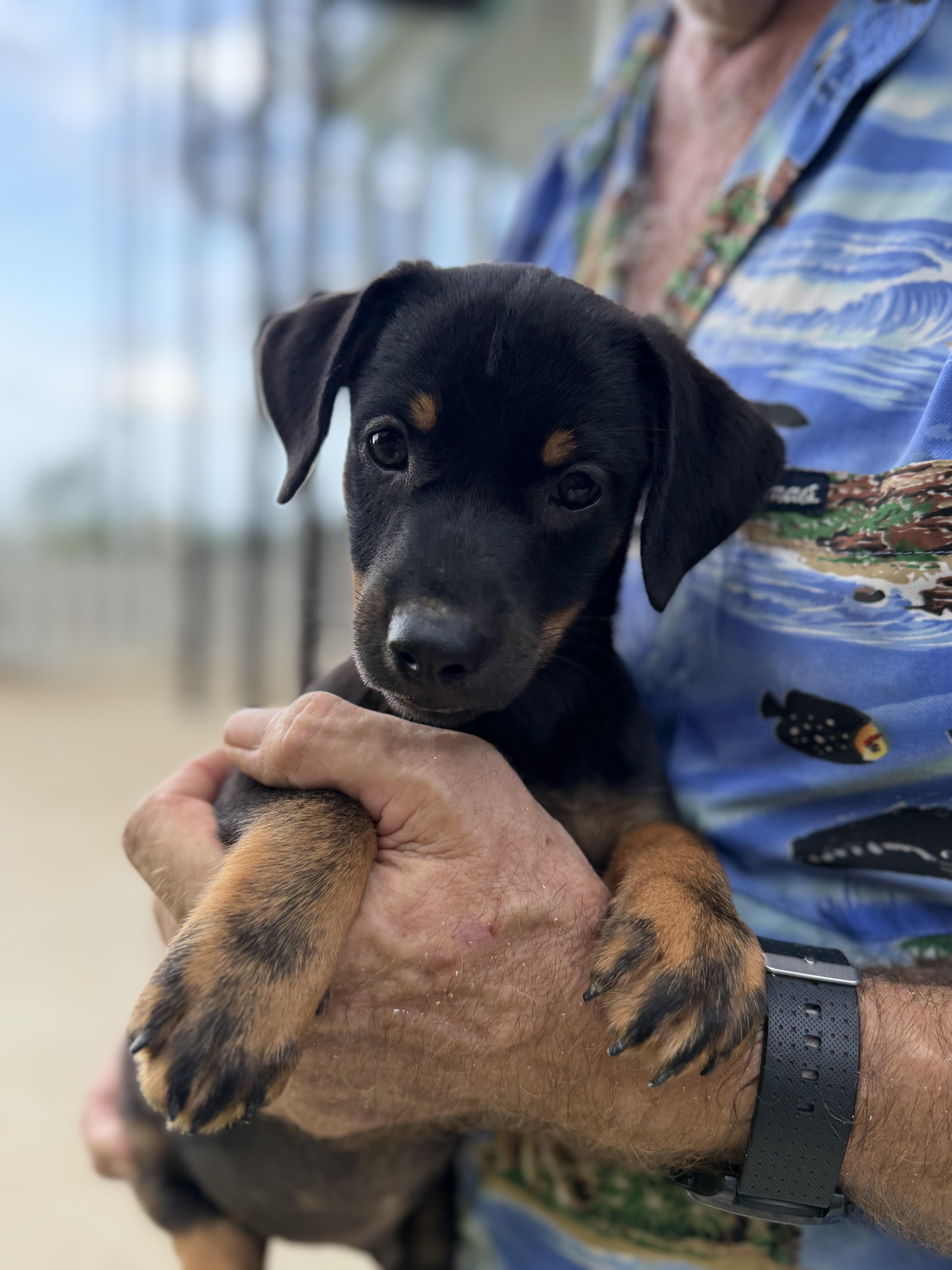 Ferris, Adopted, Puppy Male Mixed Breed.