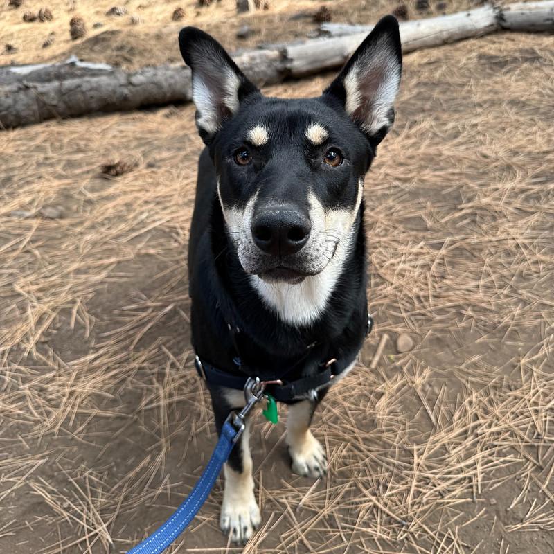Enlarge Marley, an adoptable Mixed Breed in Truckee, CA image 3/6