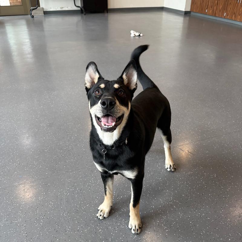 Enlarge Marley, an adoptable Mixed Breed in Truckee, CA image 4/6