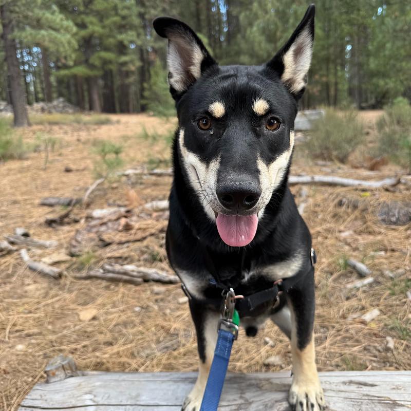 Enlarge Marley, an adoptable Mixed Breed in Truckee, CA image 2/6