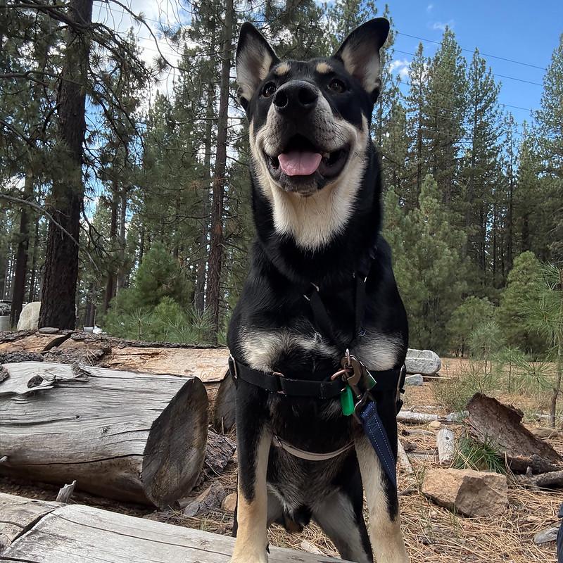 Enlarge Marley, an adoptable Mixed Breed in Truckee, CA image 6/6