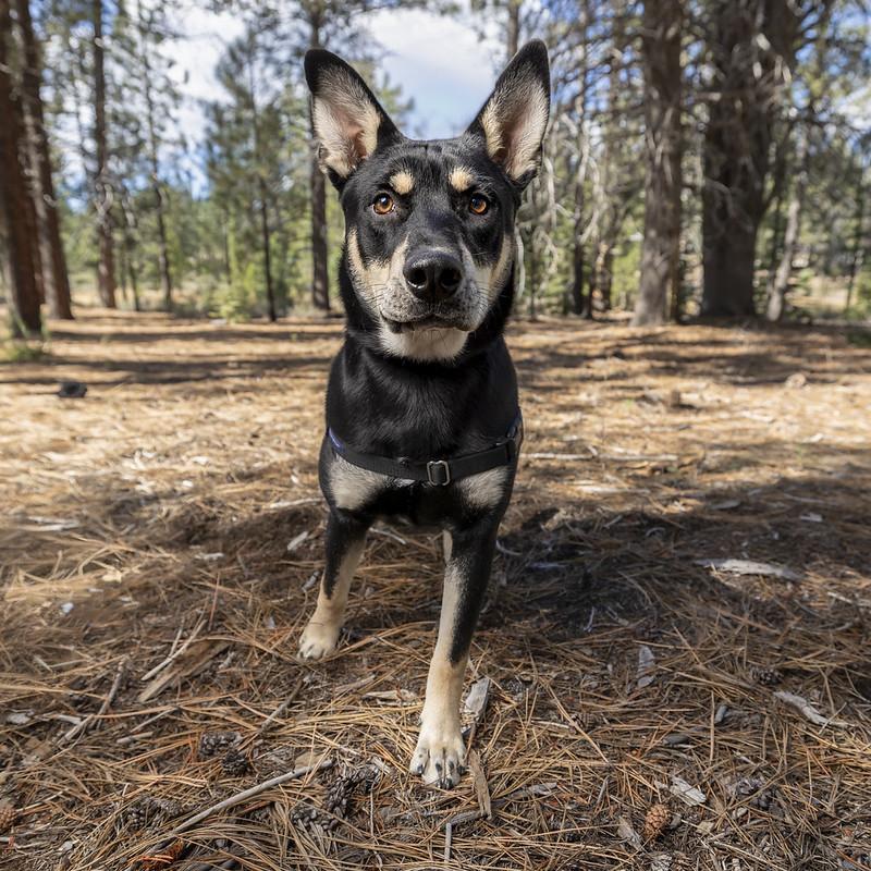 Marley, adoptable, Young Male Mixed Breed.