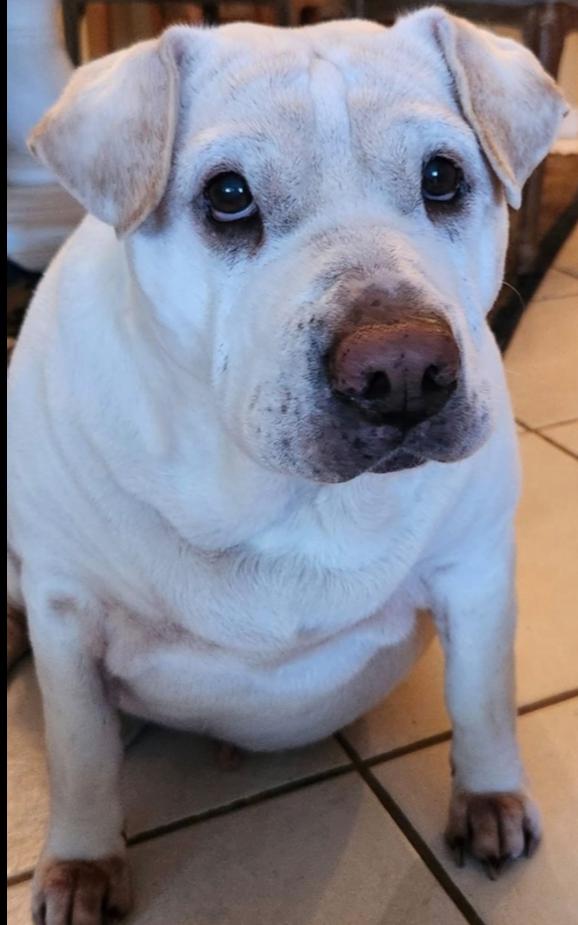 Sasha, a Adoptable mixed breed in Saint Augustine, FL image 1/2