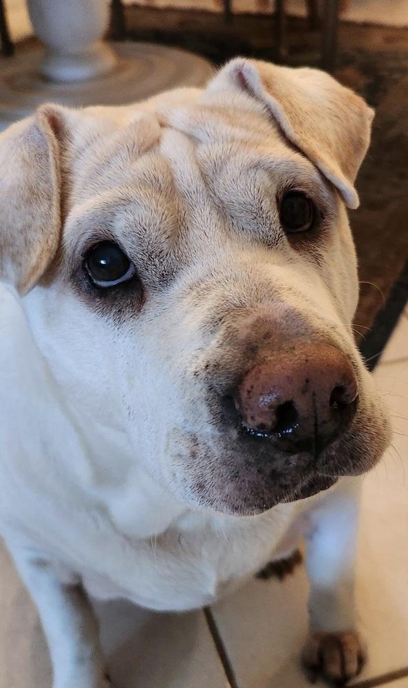 Sasha, a Adoptable mixed breed in Saint Augustine, FL image 2/2