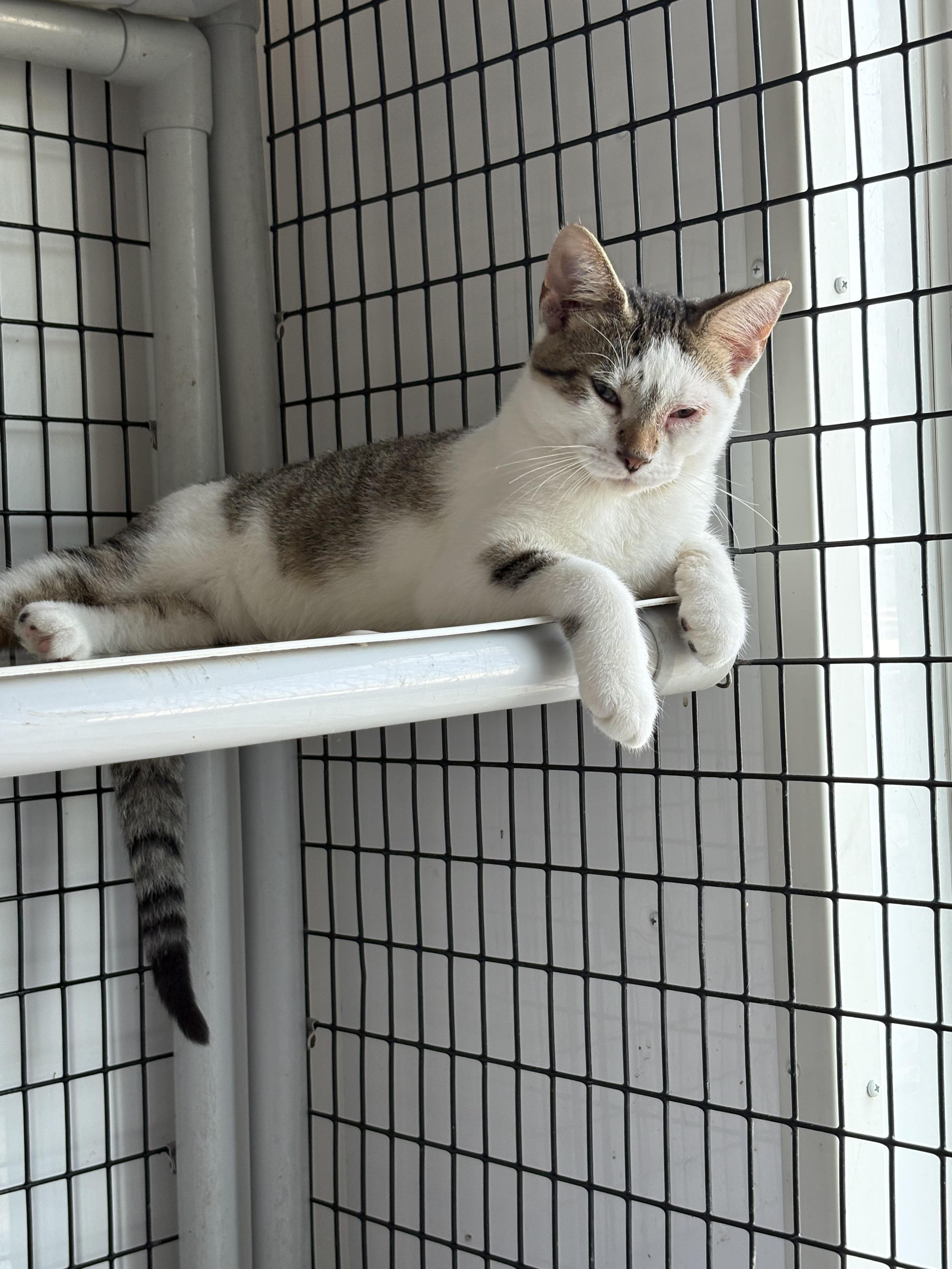 Snickerdoodle, Adoptable, Young Male Domestic Short Hair.