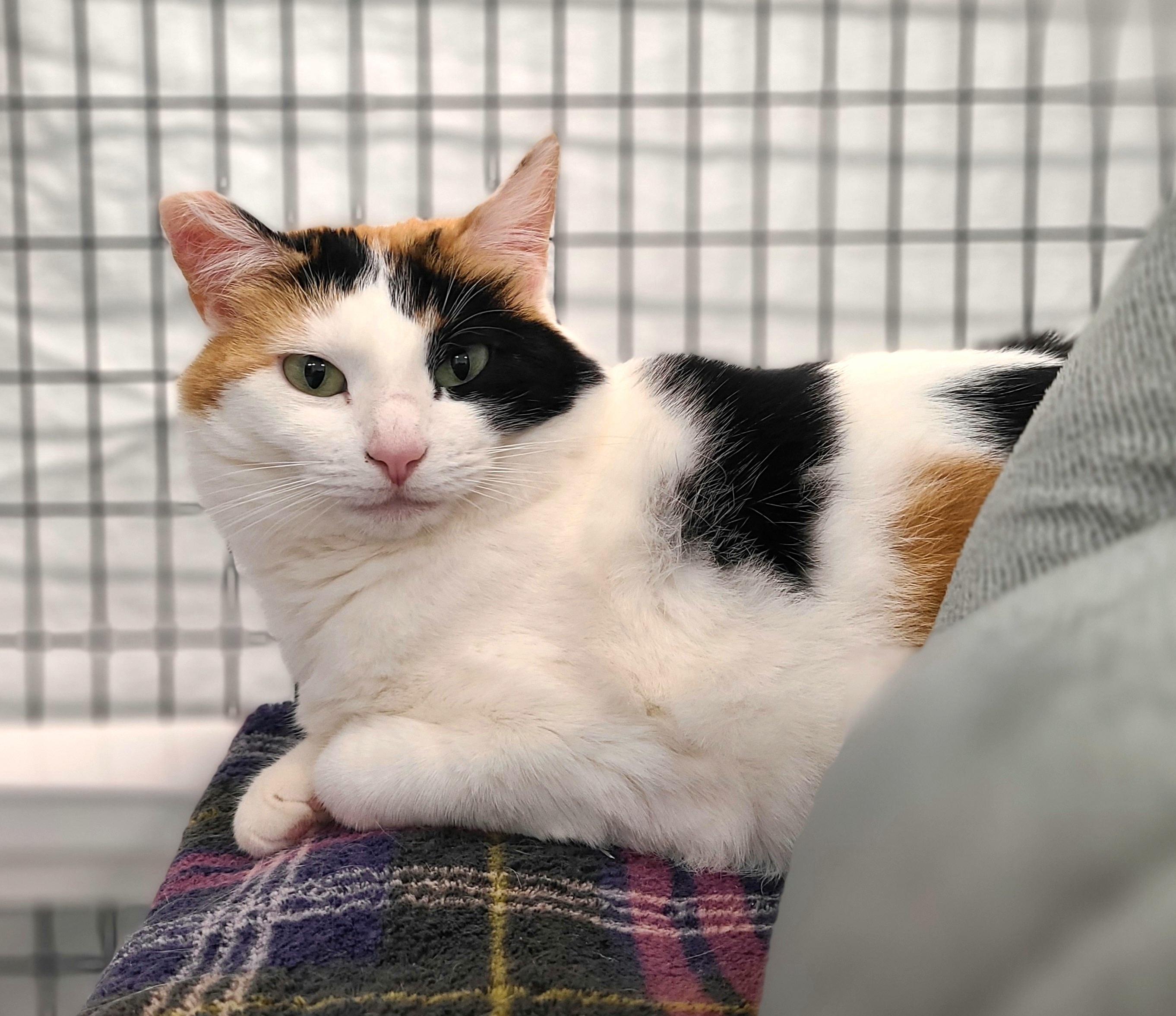 Enlarge Bea, a ADOPTABLE Domestic Short Hair in Kirkland, WA image 1/1