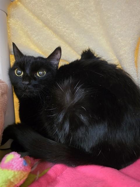 Enlarge SPAGHETTI, a Adoptable Domestic Short Hair in Springfield, MA image 1/1