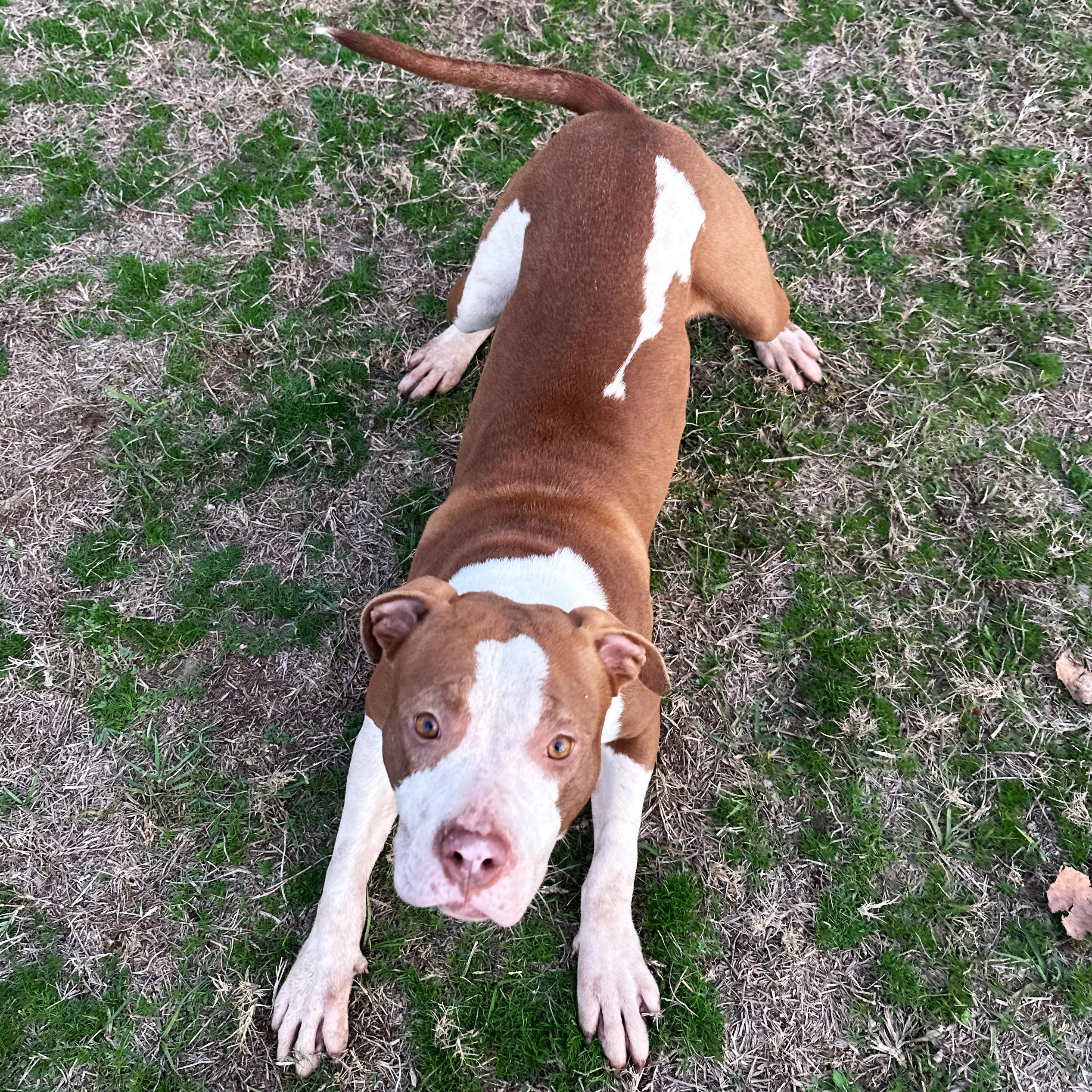 Enlarge Rose, a ADOPTABLE mixed breed in Valdosta, GA image 4/4