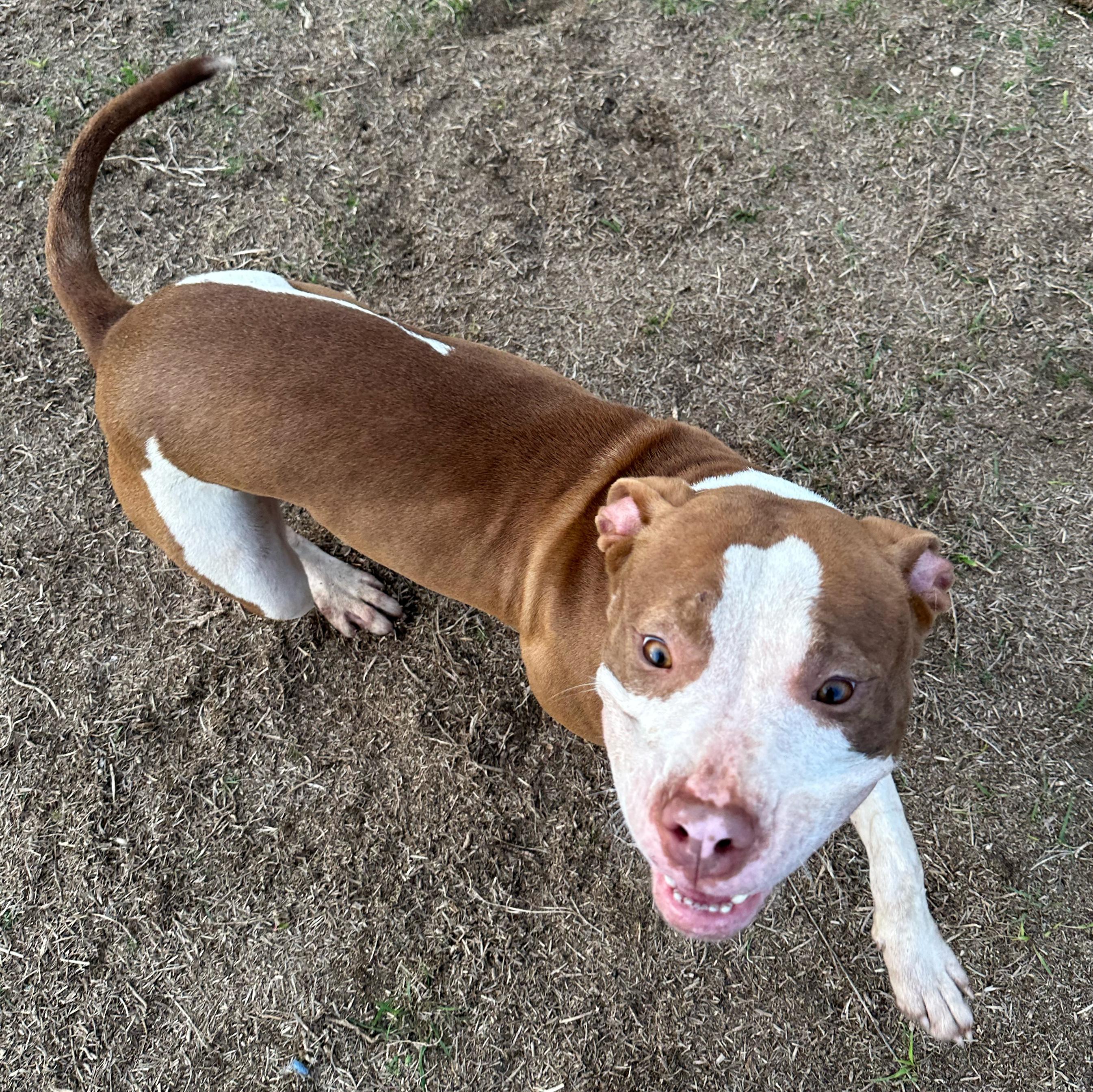 Enlarge Rose, a ADOPTABLE mixed breed in Valdosta, GA image 2/4