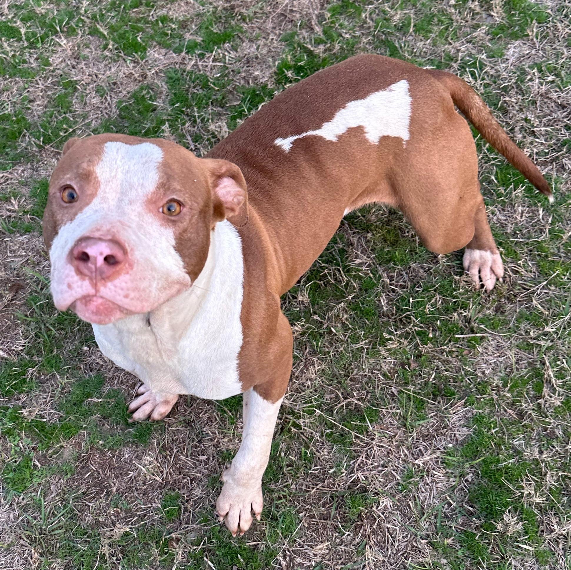 Rose, ADOPTABLE, Young Female Pit Bull Terrier.