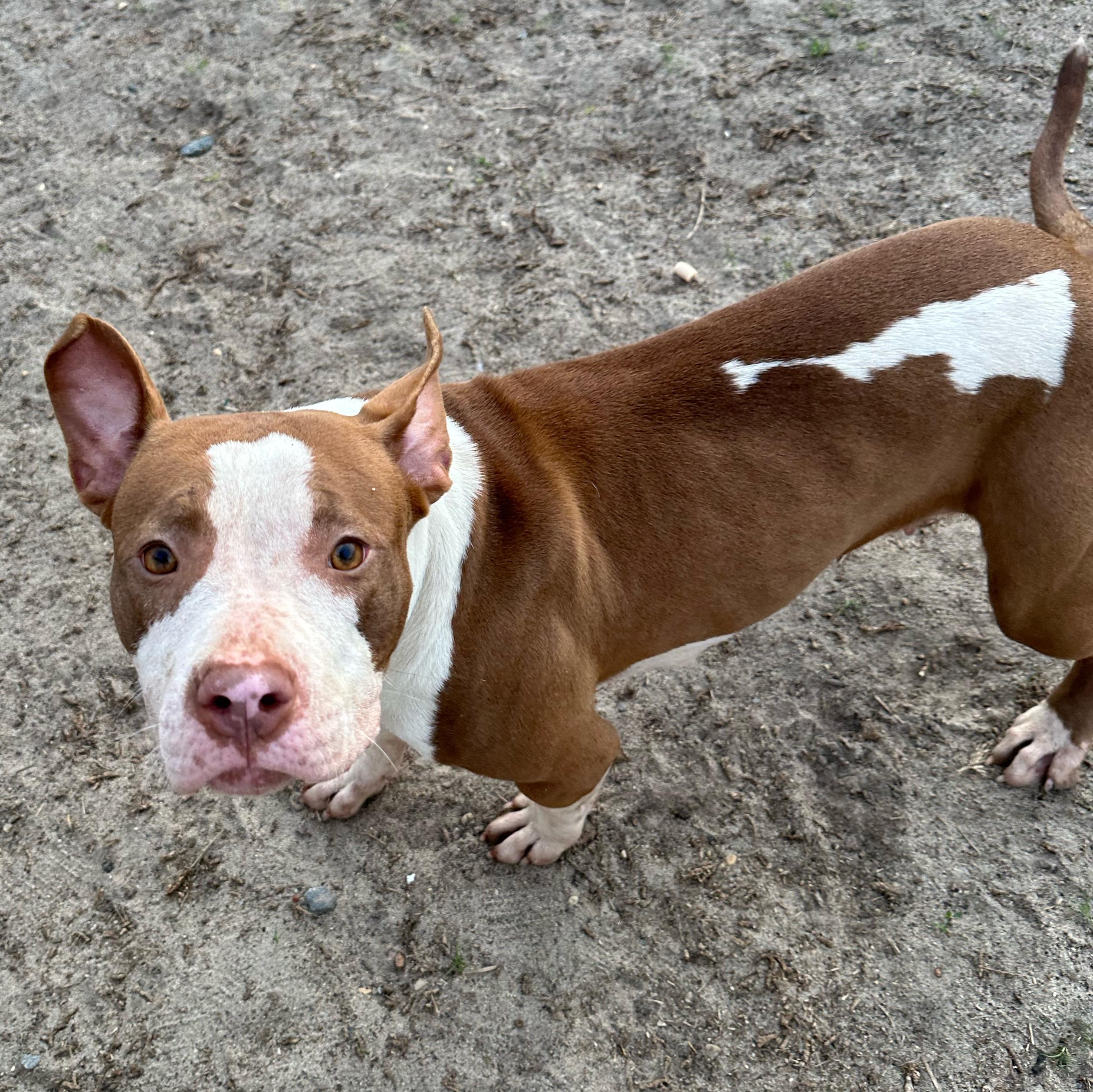 Enlarge Rose, a ADOPTABLE mixed breed in Valdosta, GA image 3/4