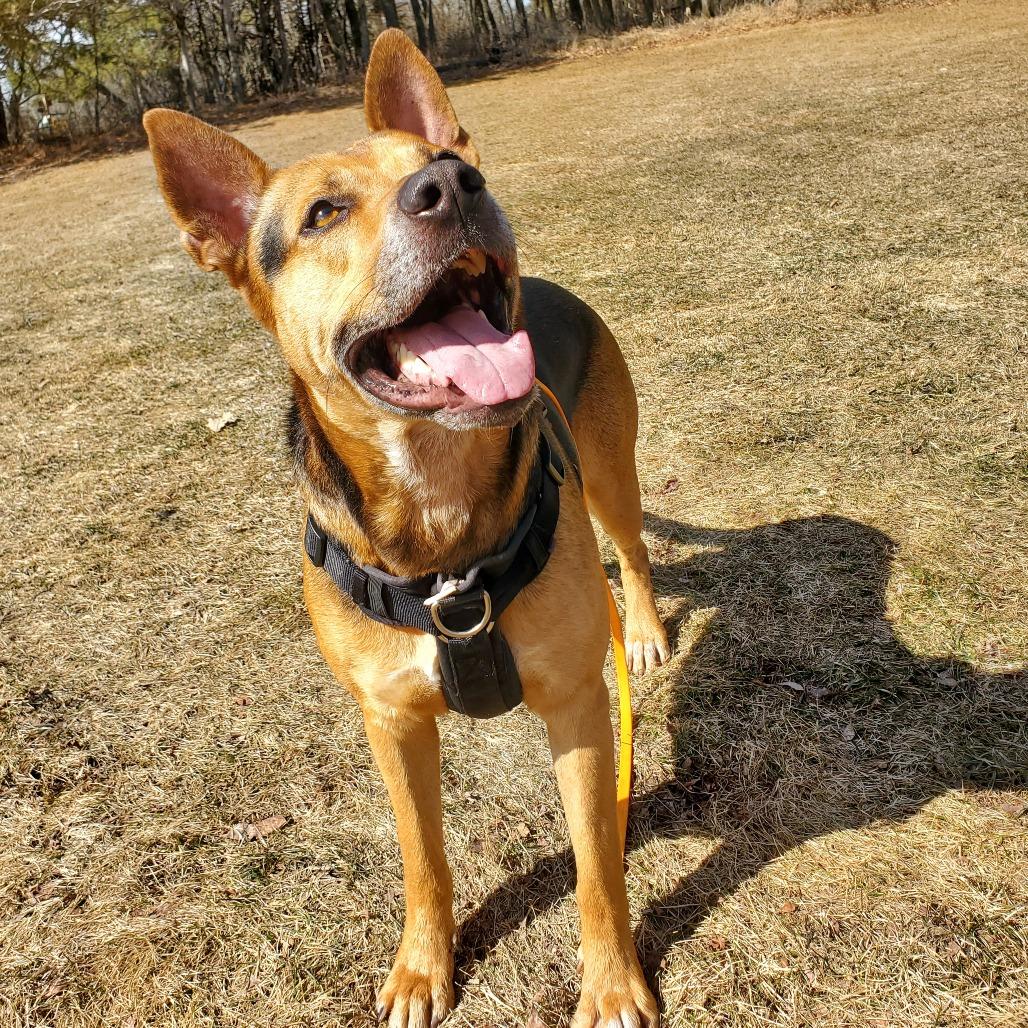 Apollo, Adoptable, Adult Male German Shepherd Dog.