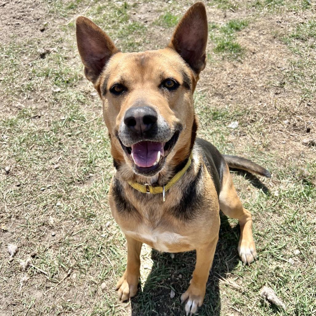 Apollo, Adoptable, Adult Male German Shepherd Dog.