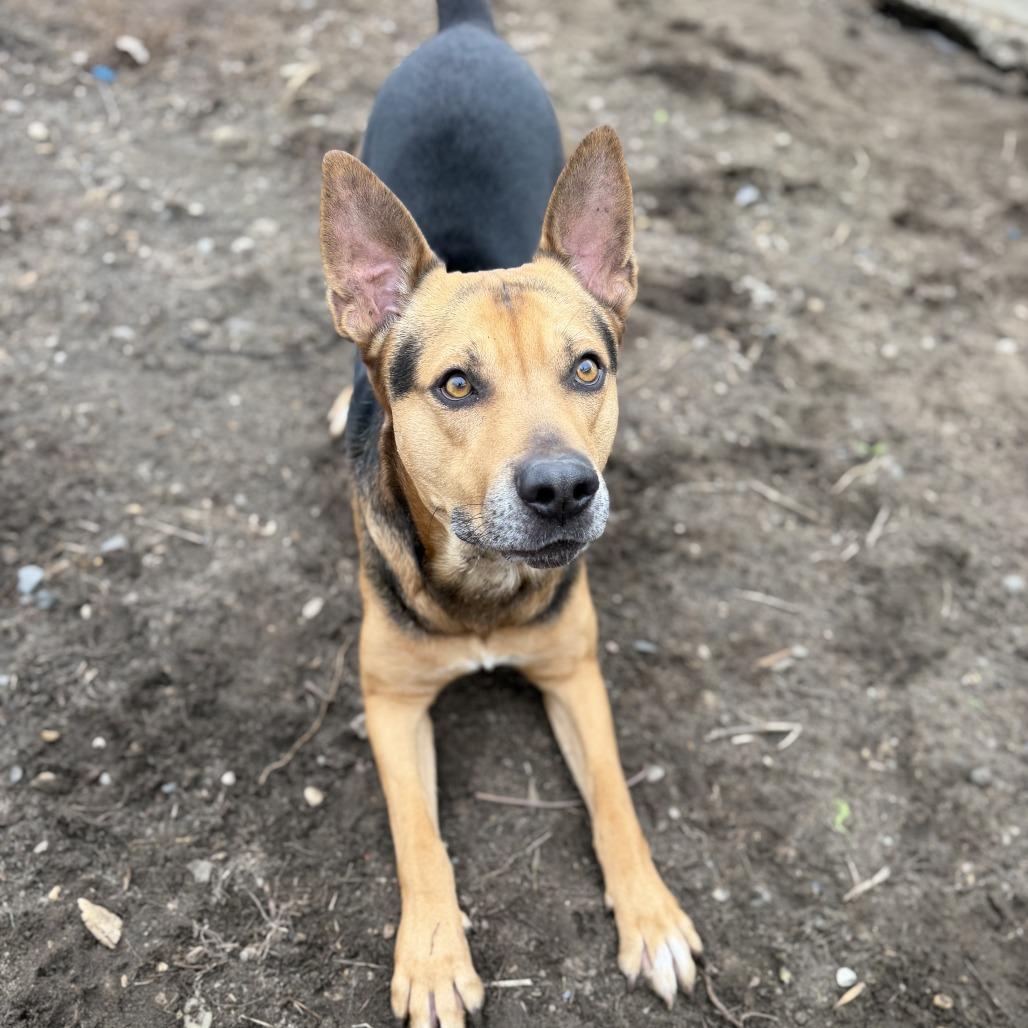 Enlarge Apollo, a Adoptable mixed breed in Wadena, MN image 2/6