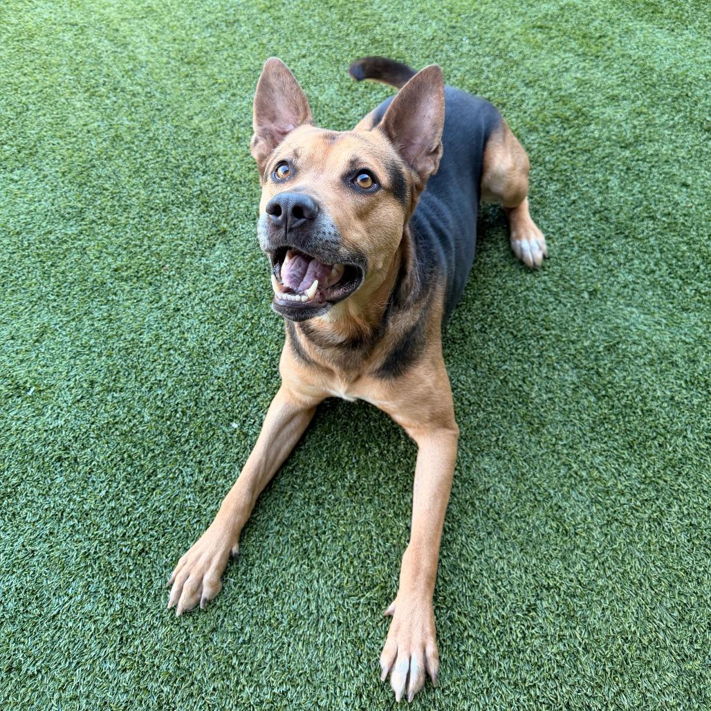 Enlarge Apollo, a Adoptable mixed breed in Wadena, MN image 3/6