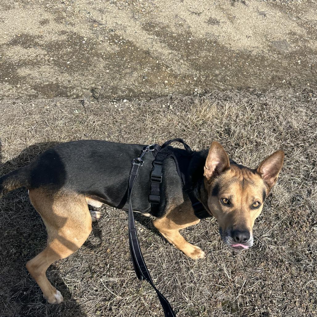 Enlarge Apollo, a Adoptable mixed breed in Wadena, MN image 4/6