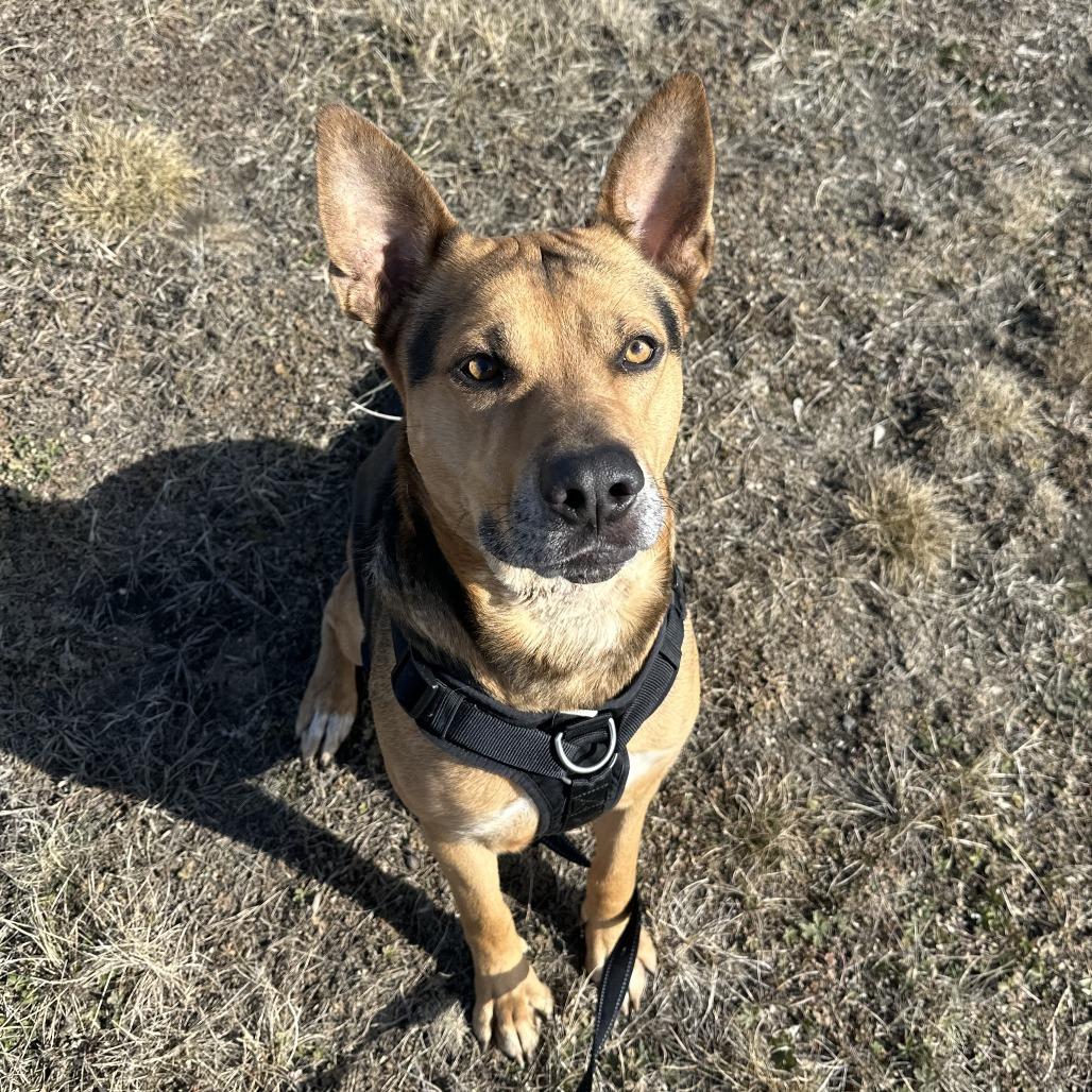 Enlarge Apollo, a Adoptable mixed breed in Wadena, MN image 5/6