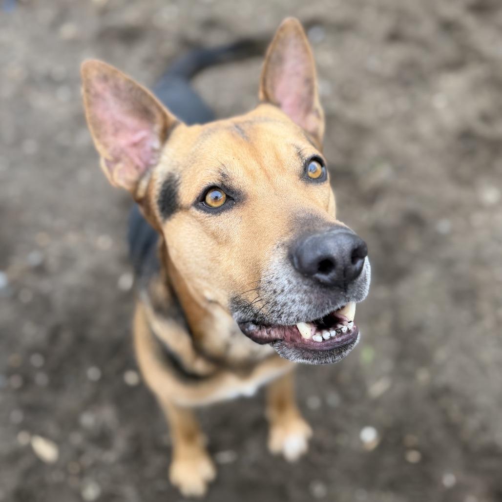 Enlarge Apollo, a Adoptable mixed breed in Wadena, MN image 6/6