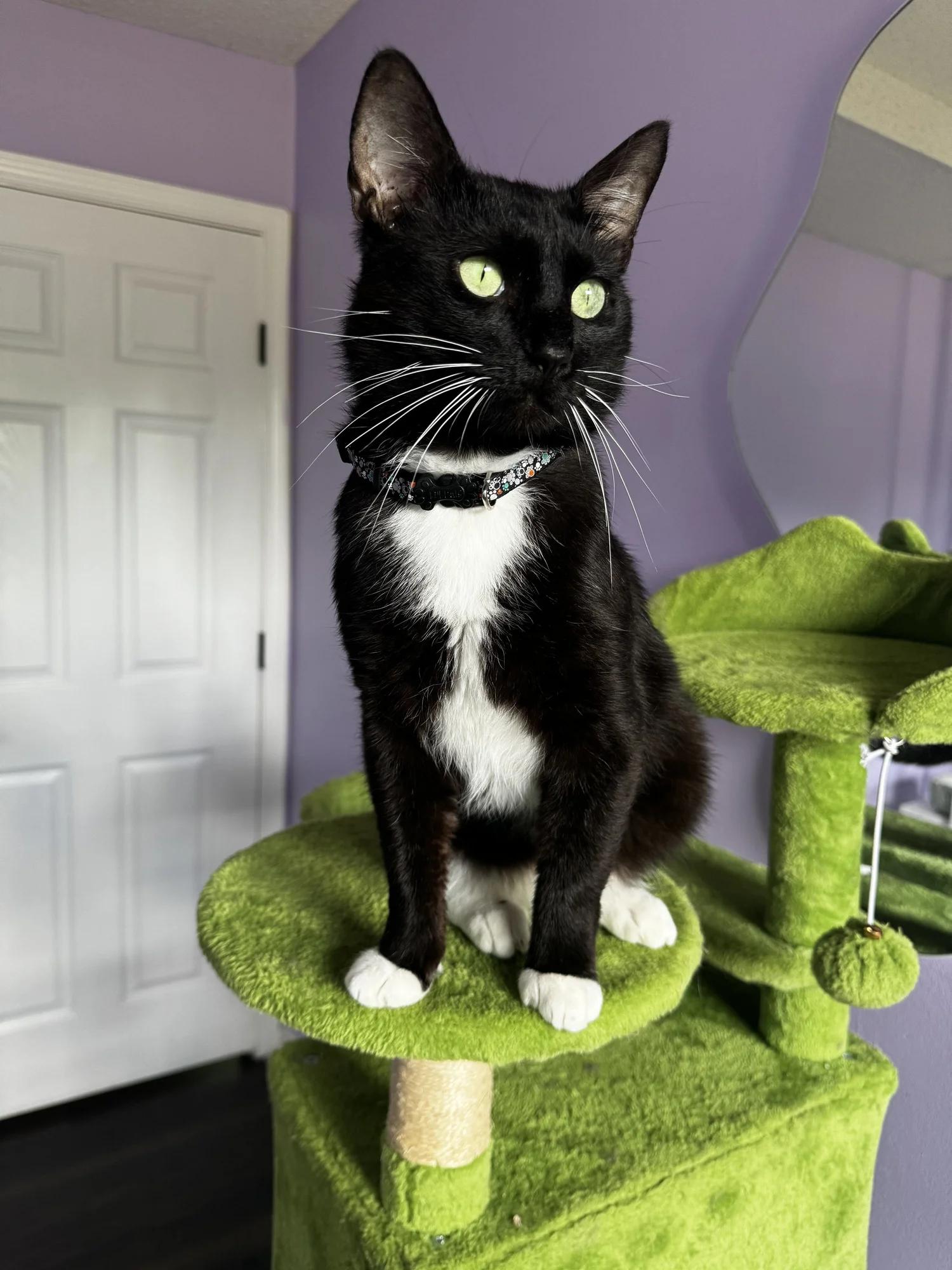 Enlarge Tuxy, a Adopted Tuxedo in Atlanta, GA image 1/6