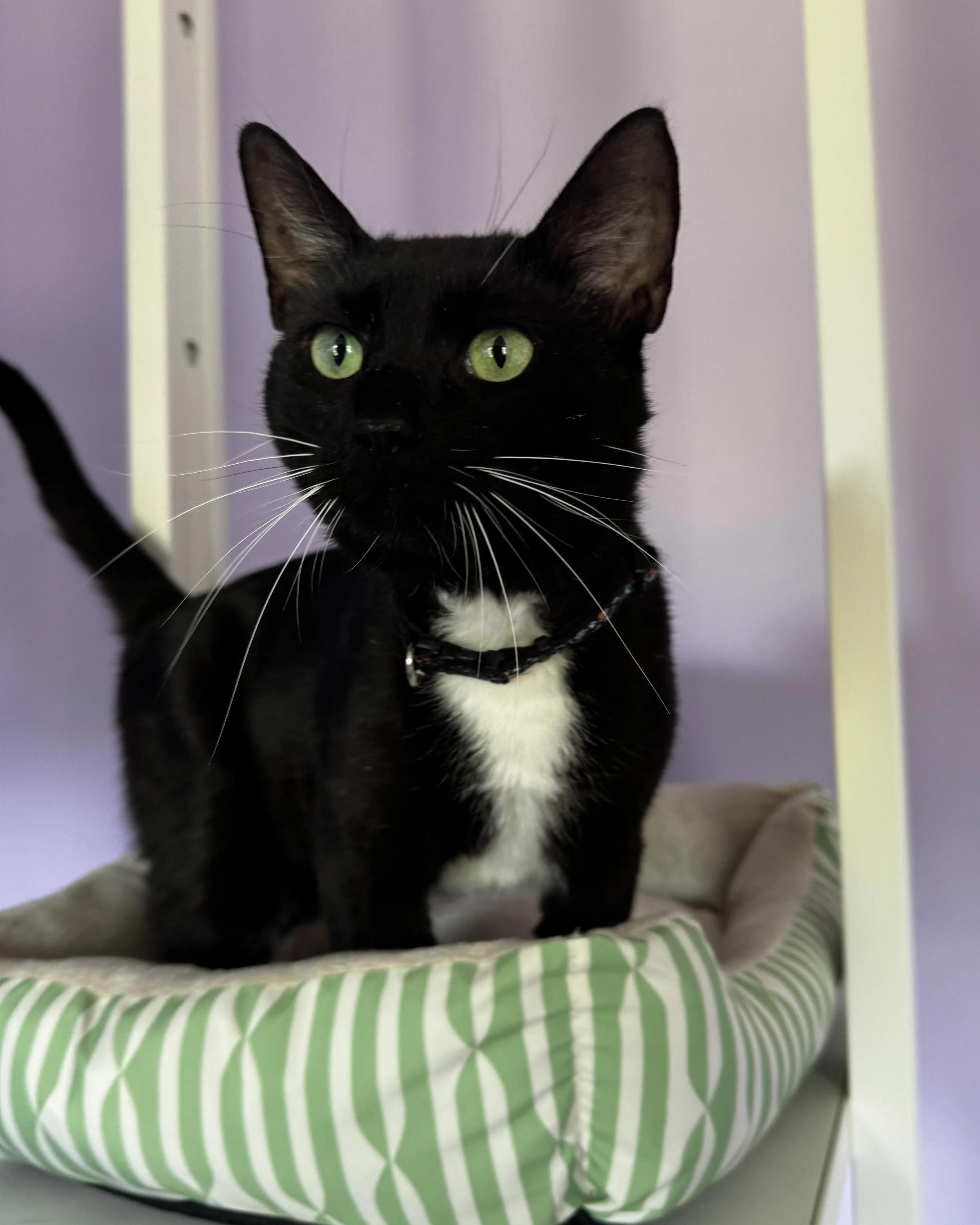 Enlarge Tuxy, a Adopted Tuxedo in Atlanta, GA image 2/6