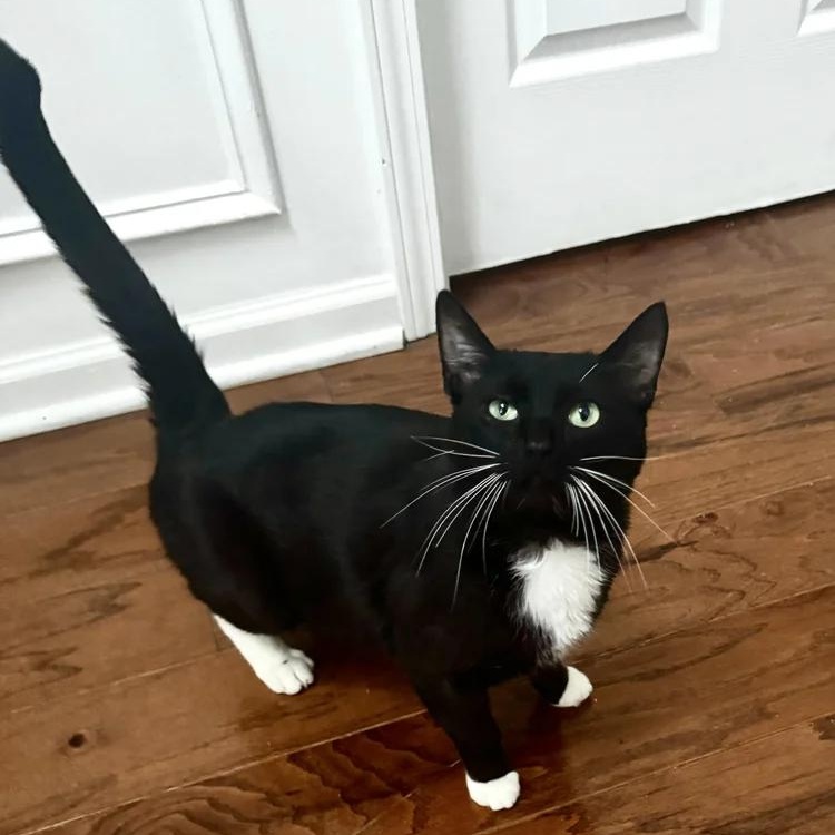 Enlarge Tuxy, a Adopted Tuxedo in Atlanta, GA image 5/6
