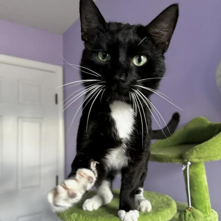 Enlarge Tuxy, a Adopted Tuxedo in Atlanta, GA image 6/6